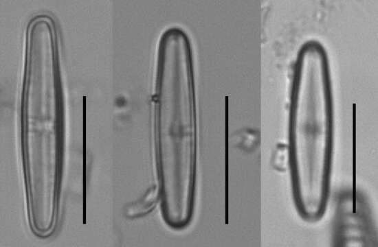 Plancia ëd Achnanthidium minutissimum