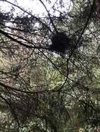 Image of Sonoma tree vole