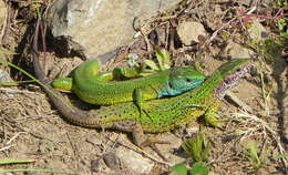 Image de Lacerta viridis viridis (Laurenti 1768)