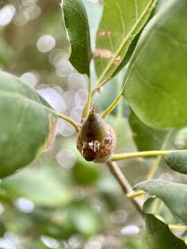 Image of Lonsdalea quercina