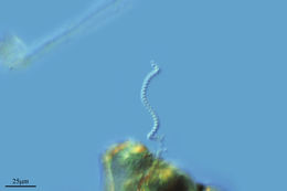 Image of <i>Spirulina subsalsa</i>