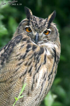 Image of Eurasian Eagle Owl