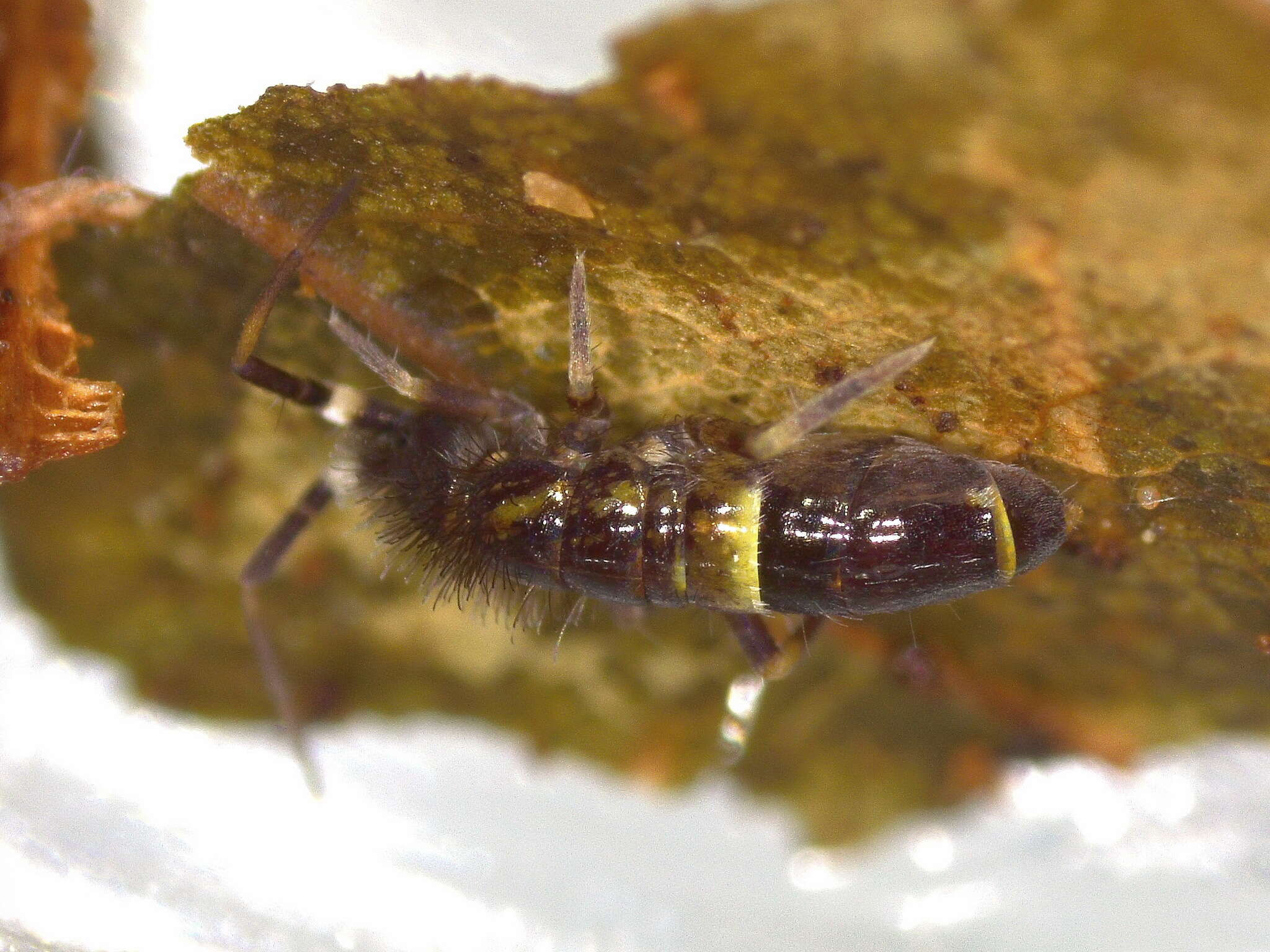 Orchesella cincta (Linnæus & C 1758)的圖片