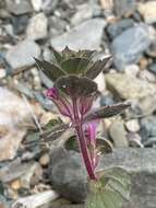 Image of compact monkeyflower