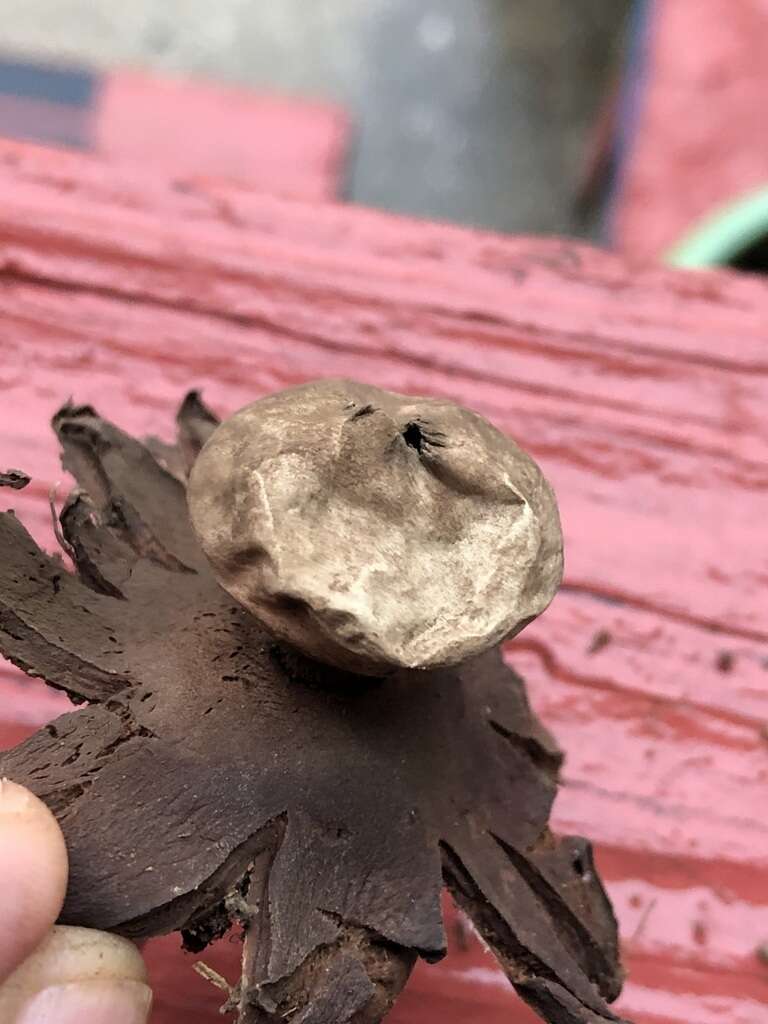 Image of Red-brown Earthstar