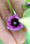 Image of tree mallow