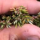 Image of Juniperus communis var. kelleyi R. P. Adams