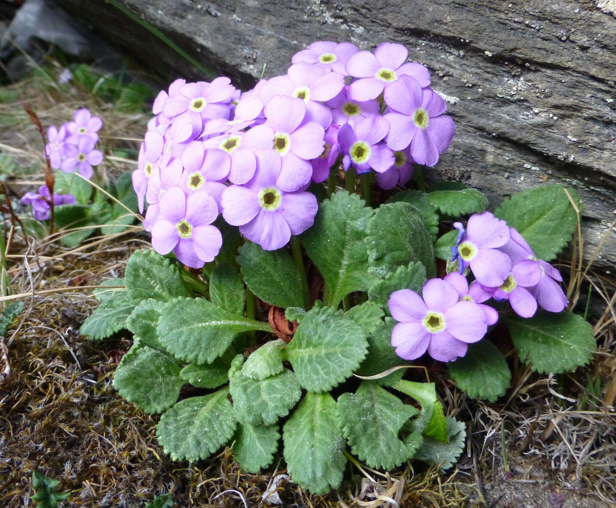 Primula caveana W. W. Sm. resmi