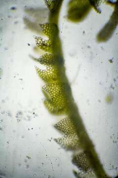 Image of Fuscocephaloziopsis pleniceps (Austin) Vána & L. Söderstr.