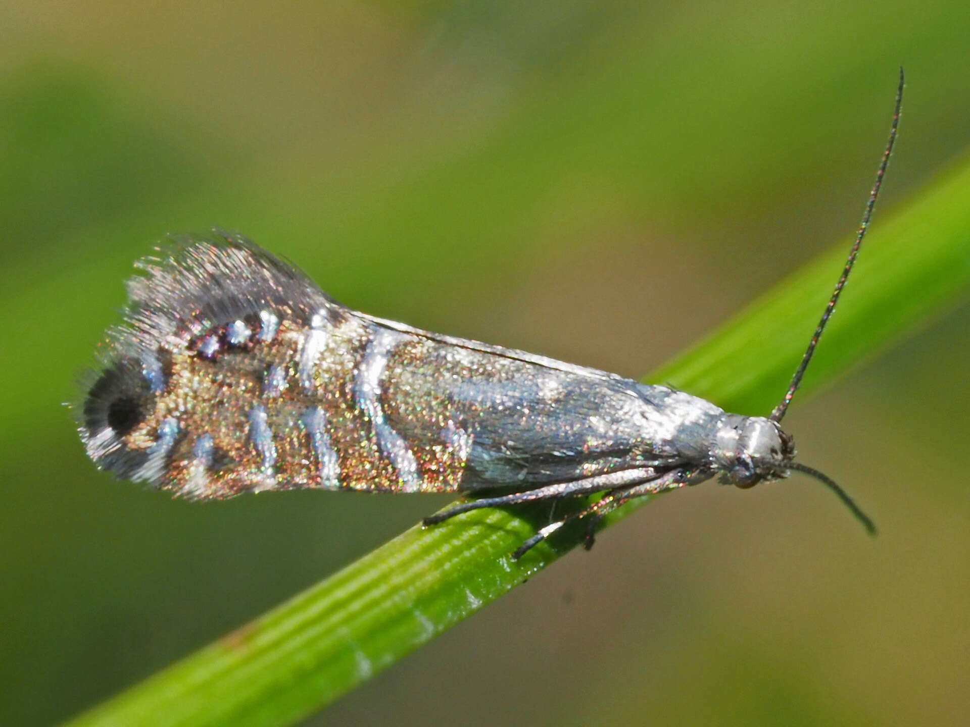 Слика од Glyphipterix thrasonella Scopoli 1763