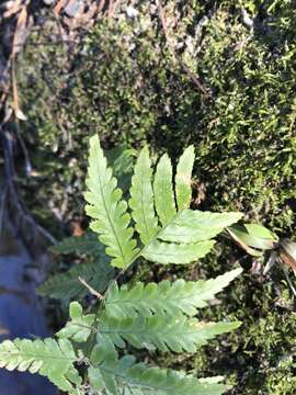 Image of Autumn fern