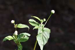 Image of Acmella radicans (Jacquin) R. K. Jansen