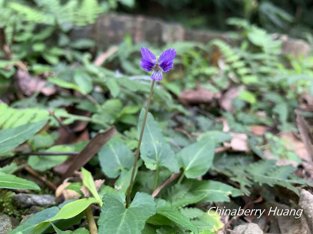 Image of Viola betonicifolia subsp. nagasakiensis (W. Becker) Y. S. Chen