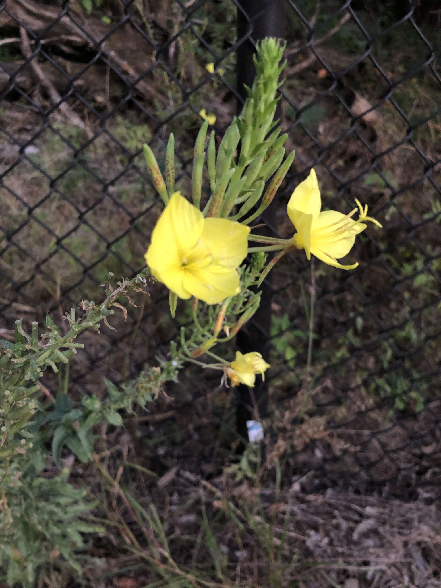 Imagem de Oenothera rhombipetala Nutt. ex Torr. & Gray