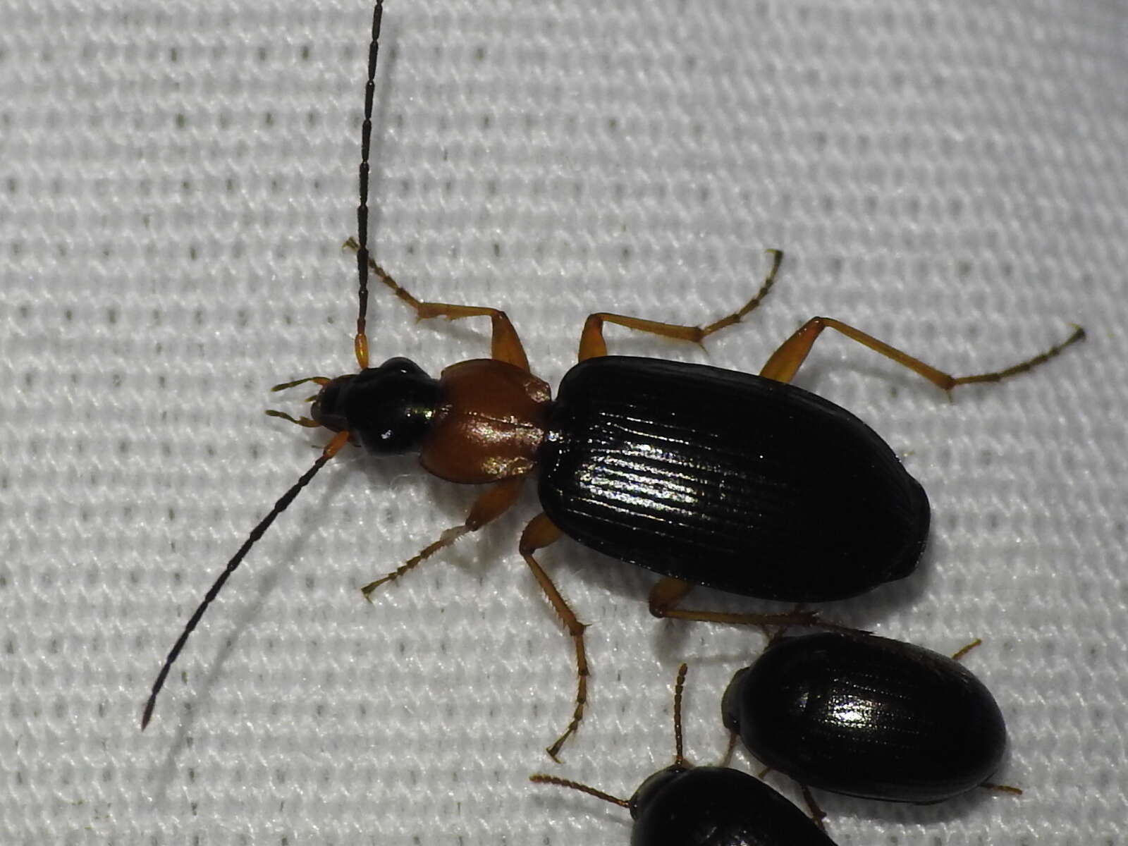 Image of Agonum (Olisares) decorum (Say 1823)