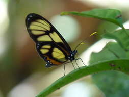 Image of Callithomia lenea Cramer 1782