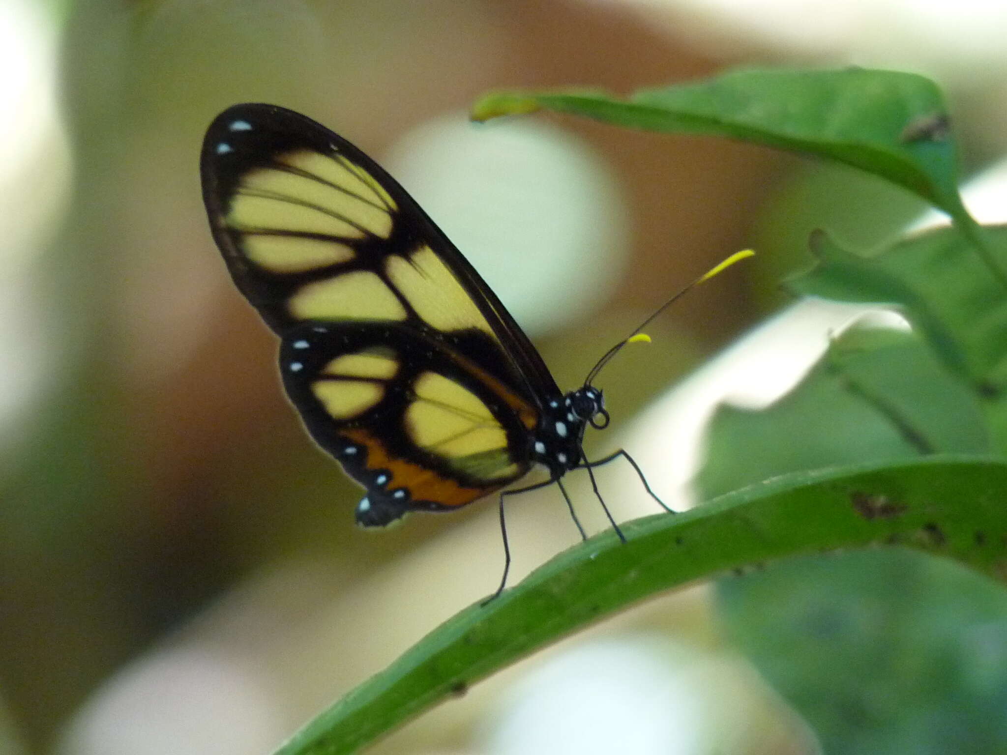 Image of Callithomia lenea Cramer 1782