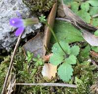 Image of Arabis verna (L.) W. T. Aiton