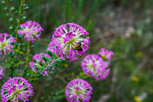 Image of Pimelea rosea R. Br.