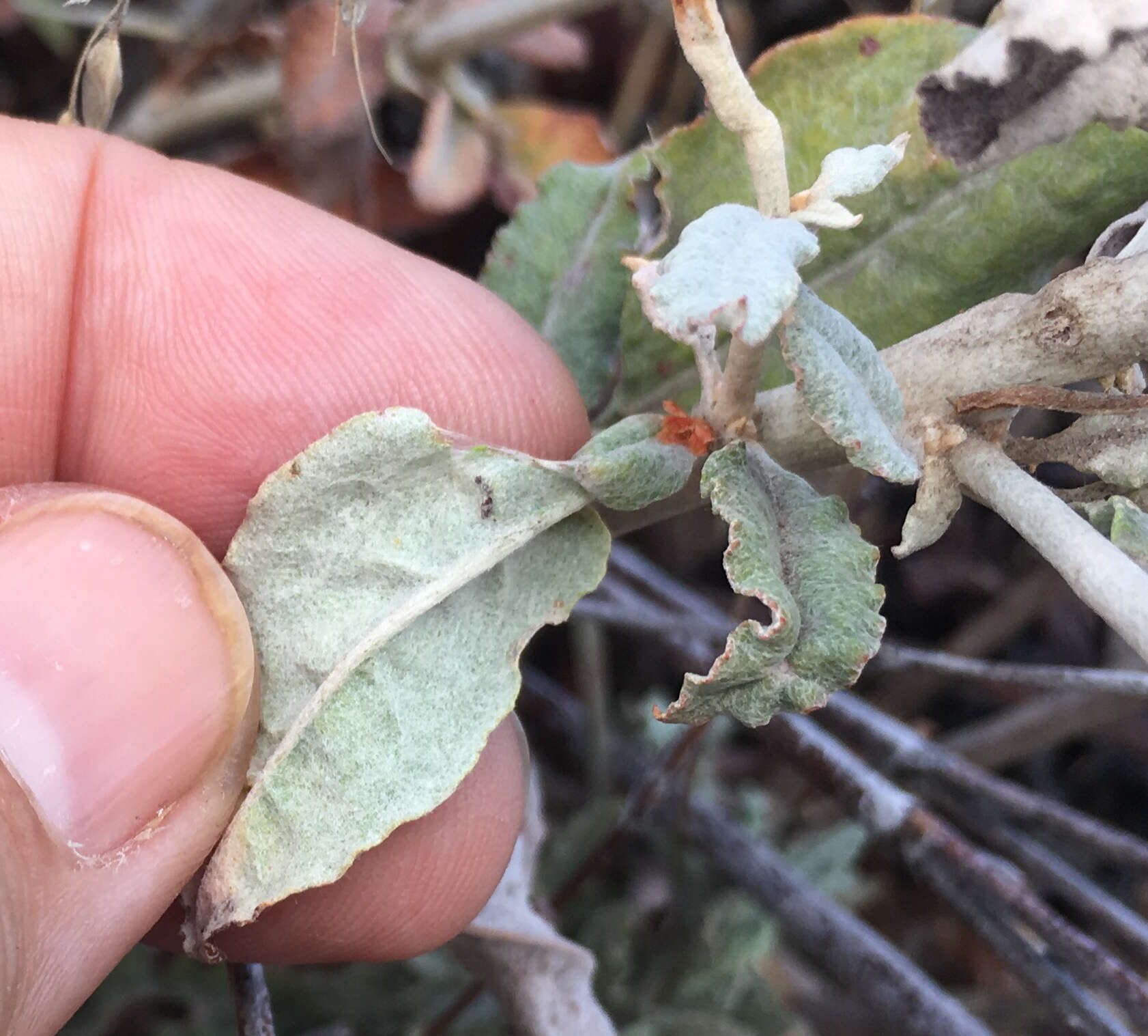 Image of longstem buckwheat