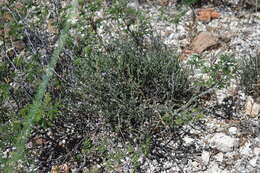 Image of glandleaf milkwort