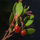 Plancia ëd Arctostaphylos stanfordiana subsp. raichei W. Knight