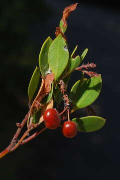 Image of Raiche's manzanita