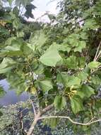 Image of three-toothed maple