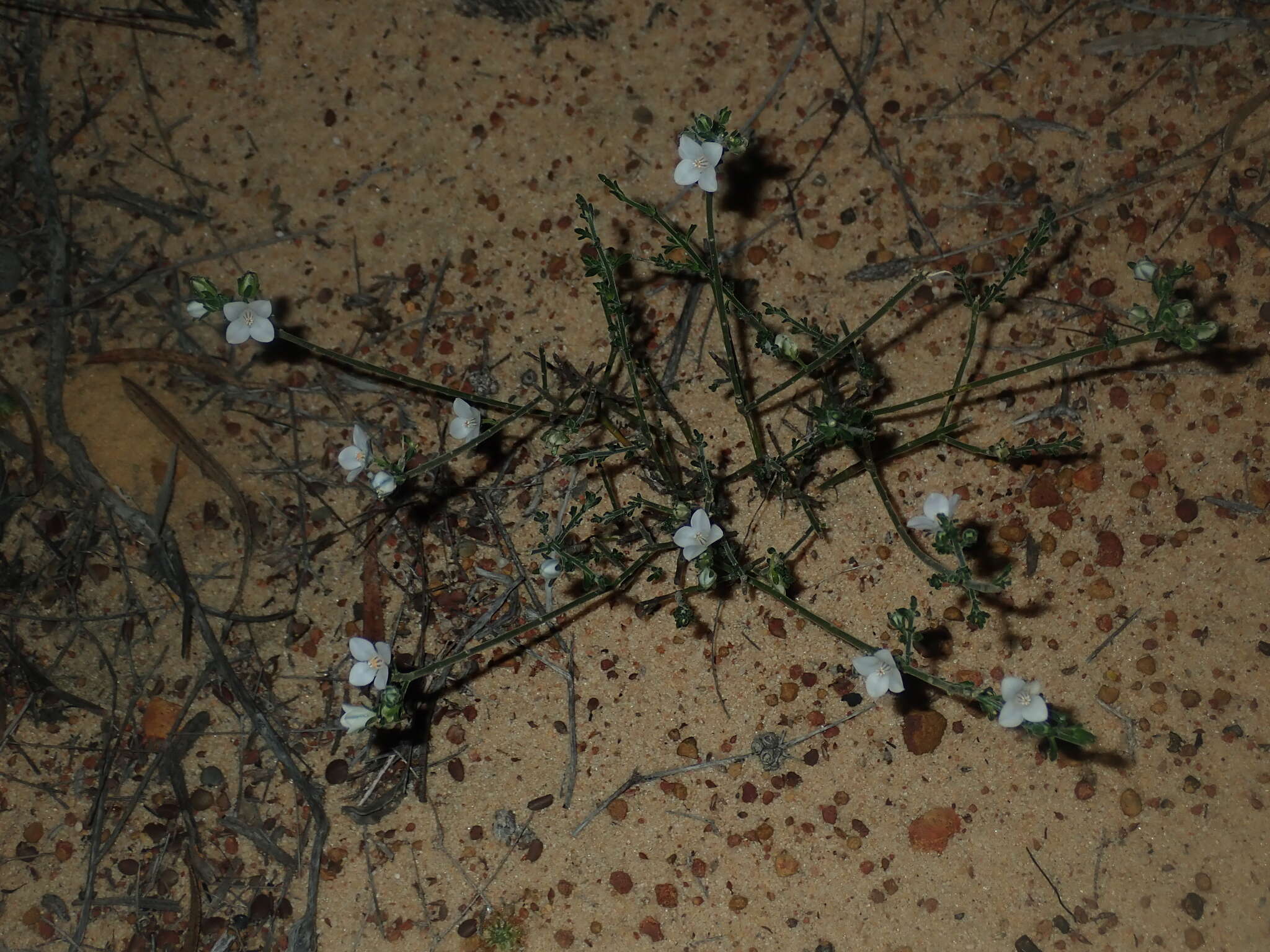 Image of Cyanothamnus coerulescens subsp. spinescens (Benth.) Duretto & Heslewood