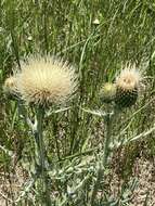 Image of prairie thistle