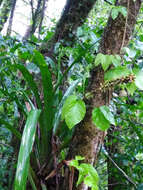 Image of Aechmea blumenavii Reitz