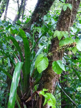 Imagem de Aechmea blumenavii Reitz