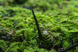 صورة Xylaria cornu-damae (Schwein.) Berk. 1873