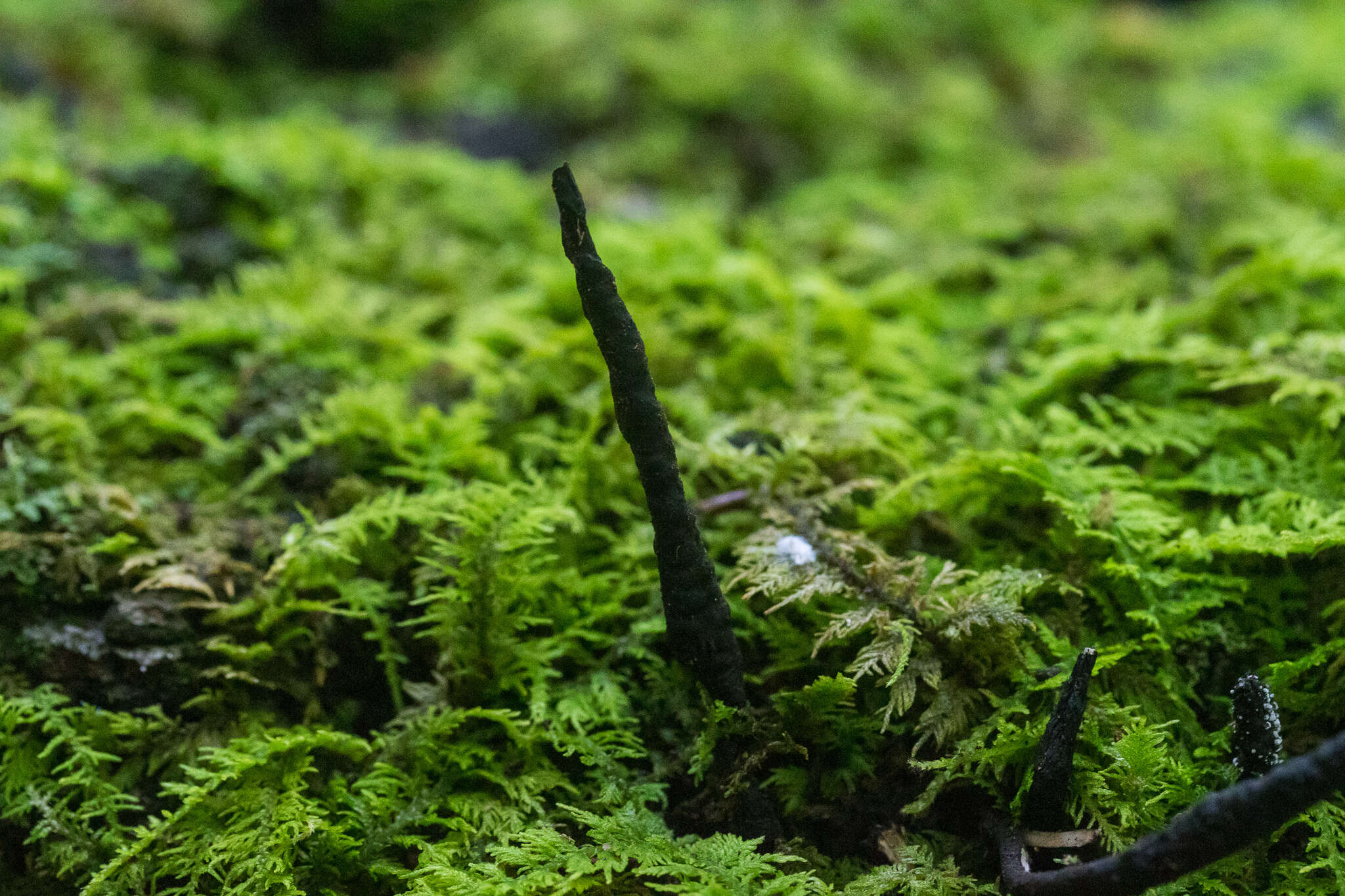 Слика од Xylaria cornu-damae (Schwein.) Berk. 1873