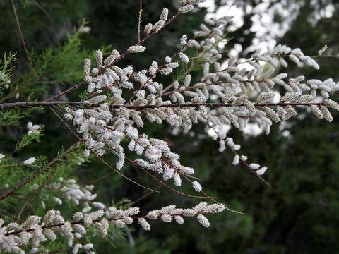Image of Canary Island tamarisk