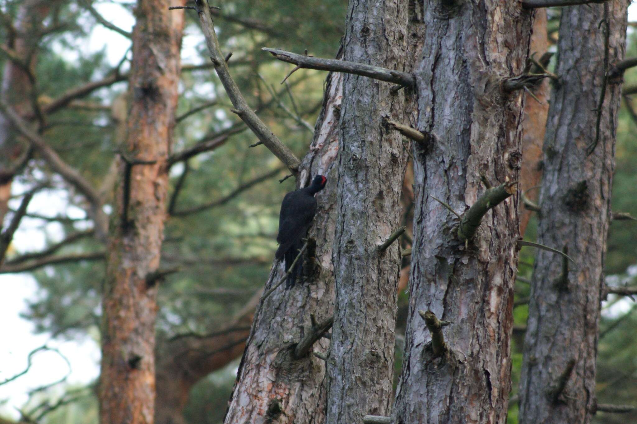 Image of Black Woodpecker