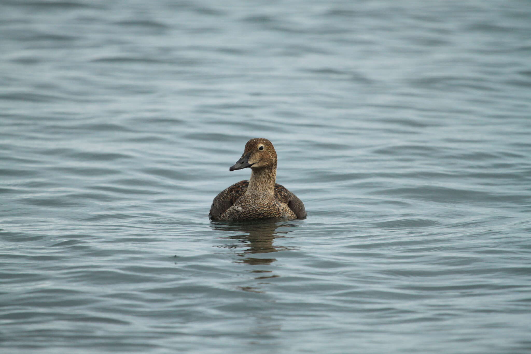 Image of King Eider