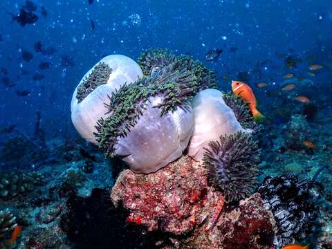 Image of Maldive anemonefish