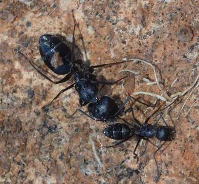 Imagem de <i>Camponotus amaurus</i>