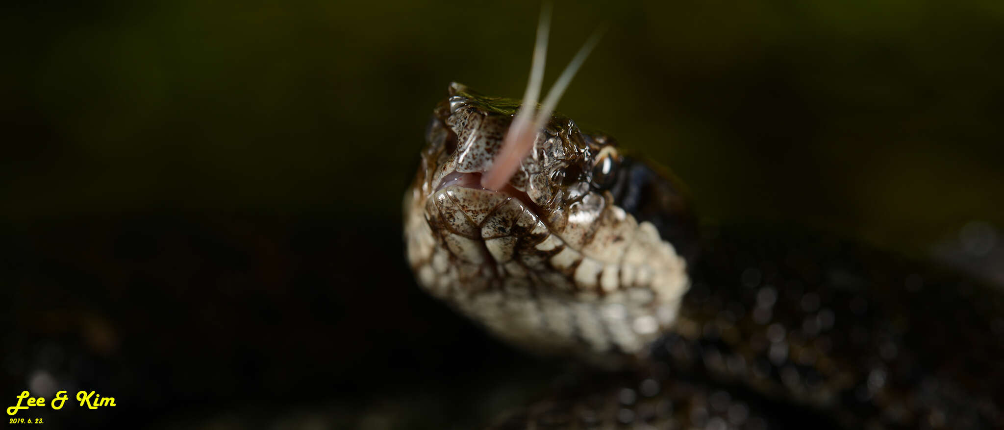 Image of Gloydius tsushimaensis (Isogawa, Moriya & Mitsui 1994)