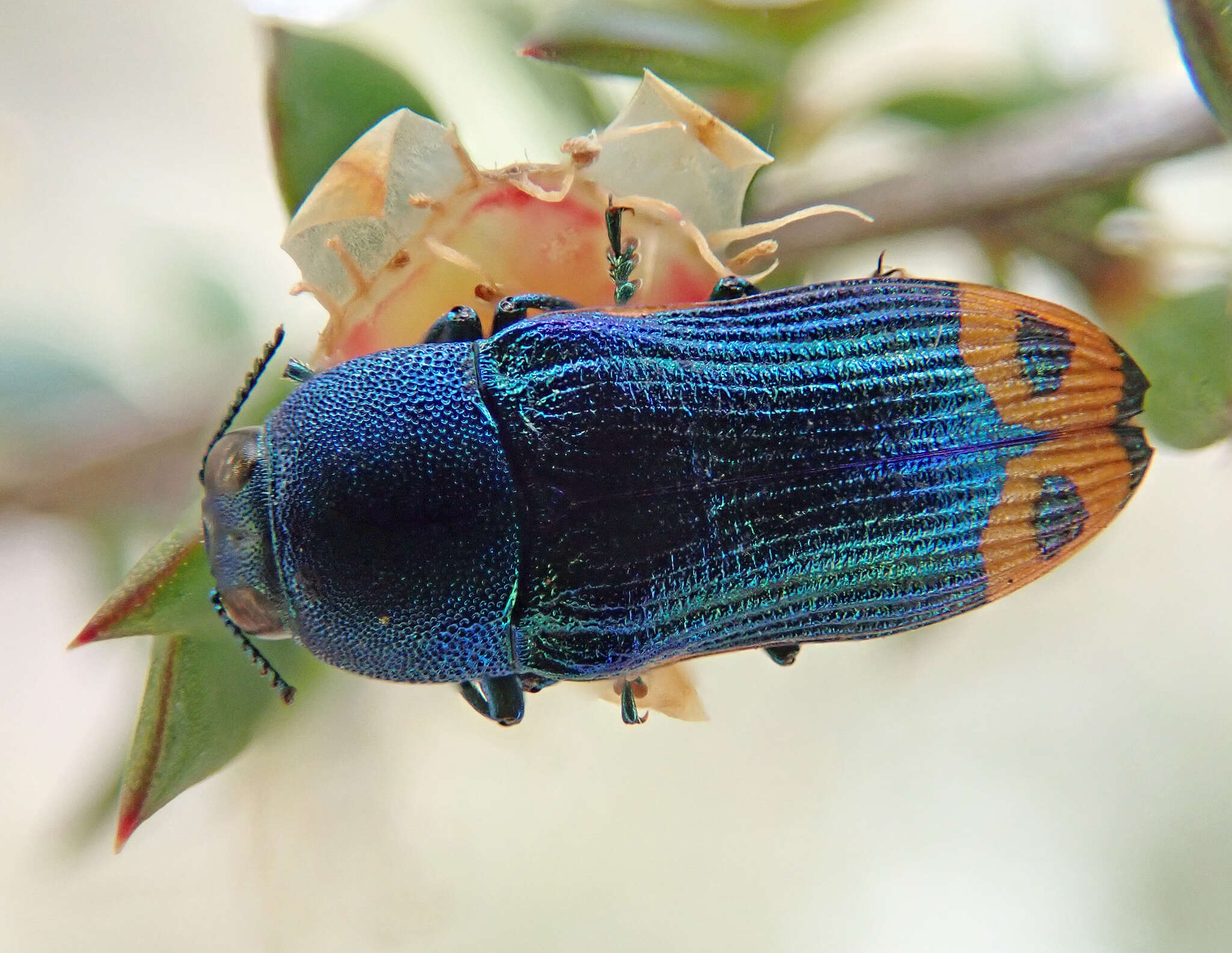 Castiarina ocelligera (Gory 1841) resmi