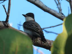 Image of Loggerhead Kingbird