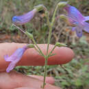 Image of inflated beardtongue