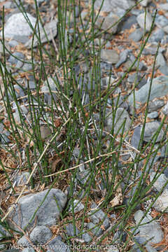 Image of variegated horsetail