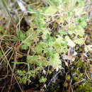 Image of Aphanes australis subsp. australis