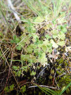 Image of Aphanes australis subsp. australis