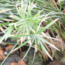 Sivun Cyperus alterniflorus R. Br. kuva