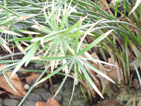 Image of Cyperus alterniflorus R. Br.