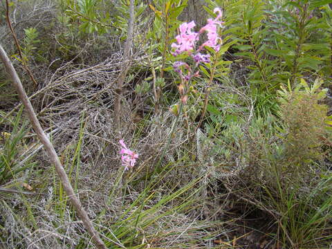 Image of Pink Reedpipe