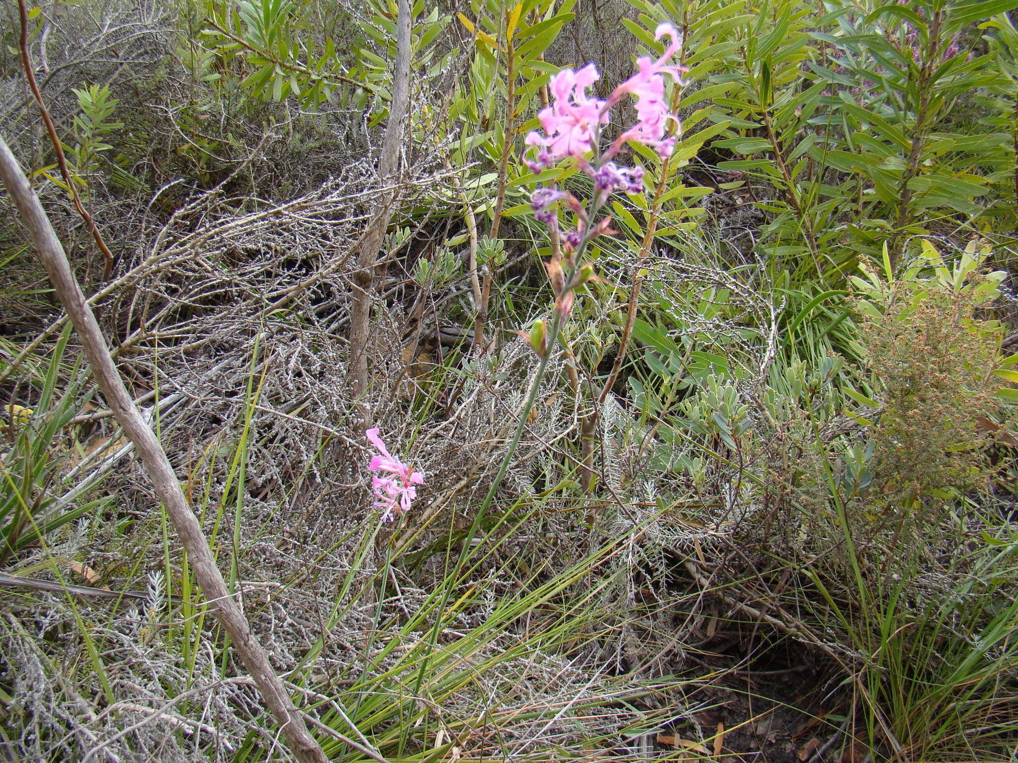 Image of Tritoniopsis lata (L. Bolus) G. J. Lewis